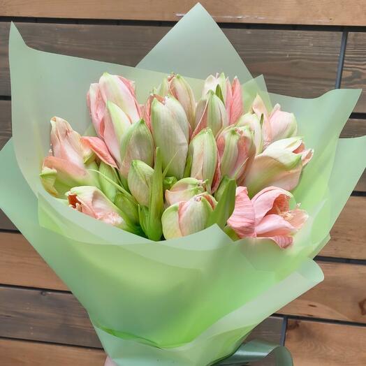 Амариллис розовый