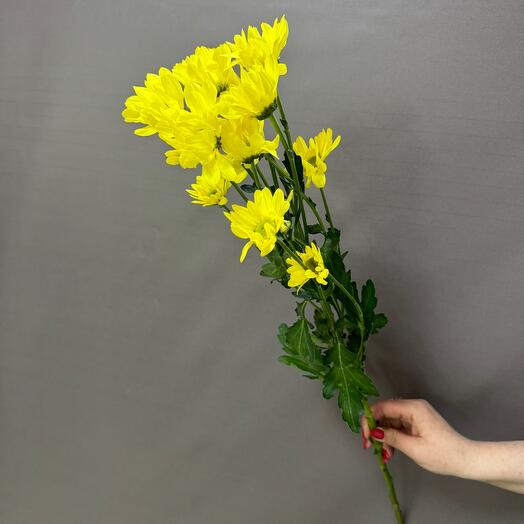 Красивая Хризантема кустовая желтая
