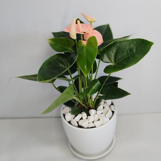 Антуриум Спирит в керамическом кашпо