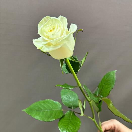 Rosa Mondiale