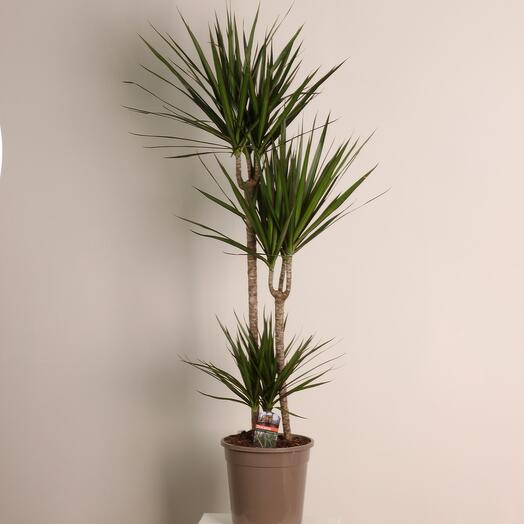 Драцена Маргината 150 см