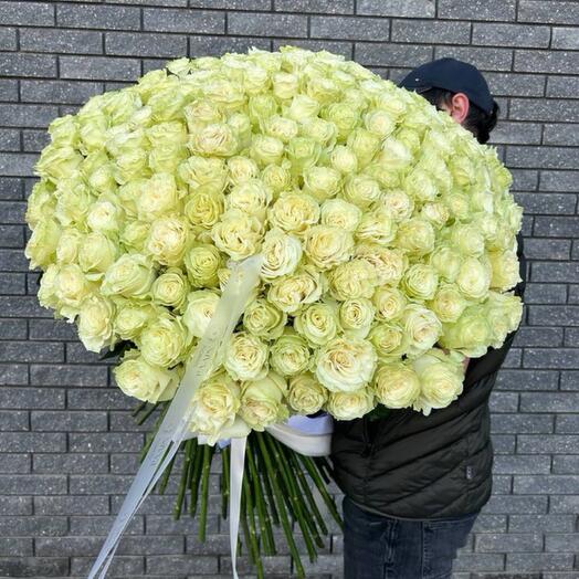 Rosas blancas 219uds