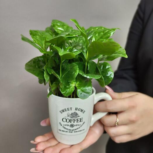 Indoor Coffee Plant