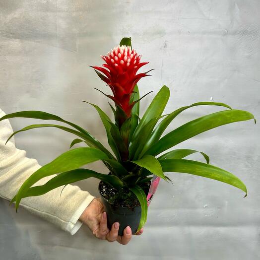 Гузмания Хоп в горшке