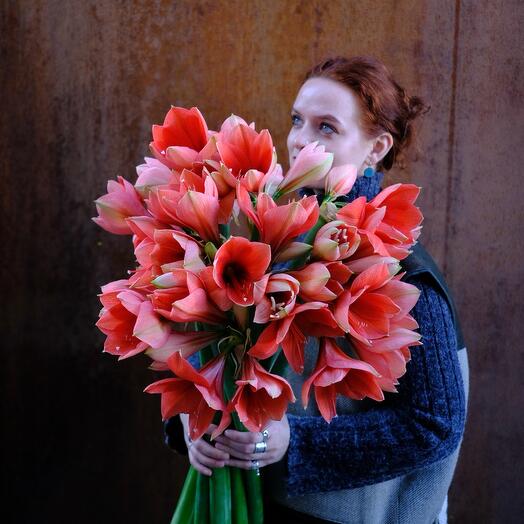 Морковные амариллисы - Большой букет амариллисов