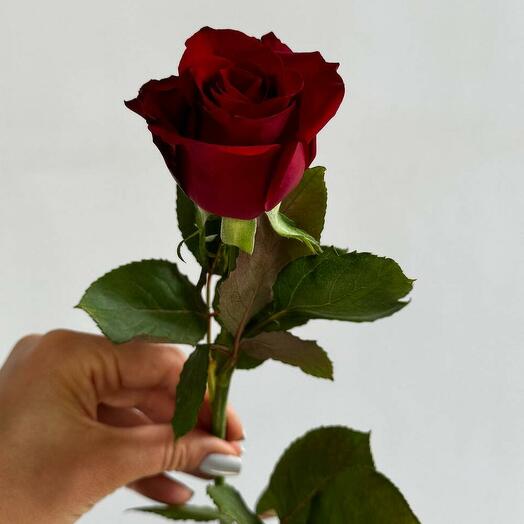 Rosa roja Kenia 40cm