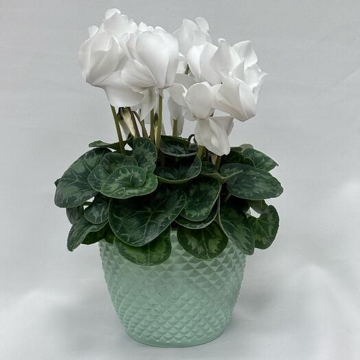 Planta de interior ciclamen blanco