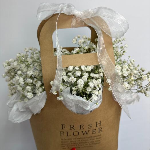 Gypsophila con bolsa