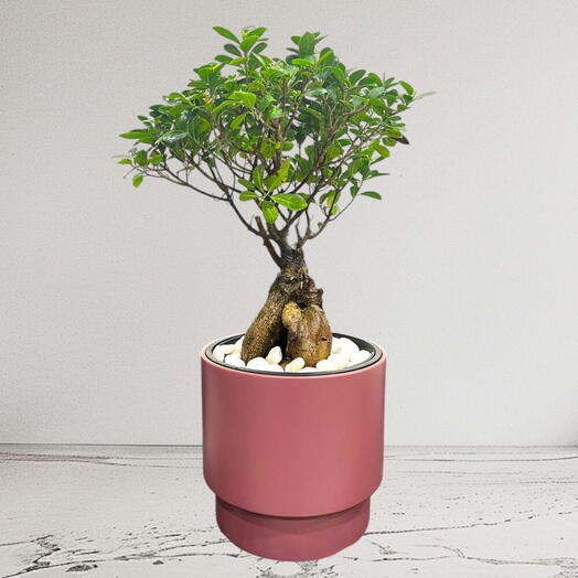 Ficus Bonsai – Ginseng Bonsai – Ficus Retusa Plant