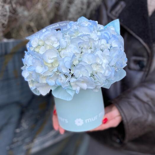 Blue hydrangea in a box💙