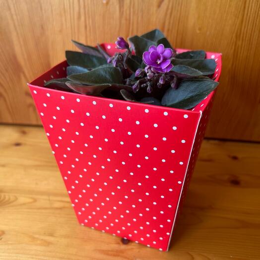 Фиалка Shino (Holtkamp)