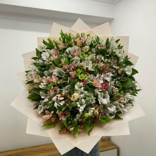 101 пышная Альстармерия