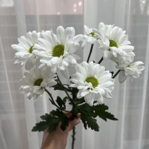 Хризантема