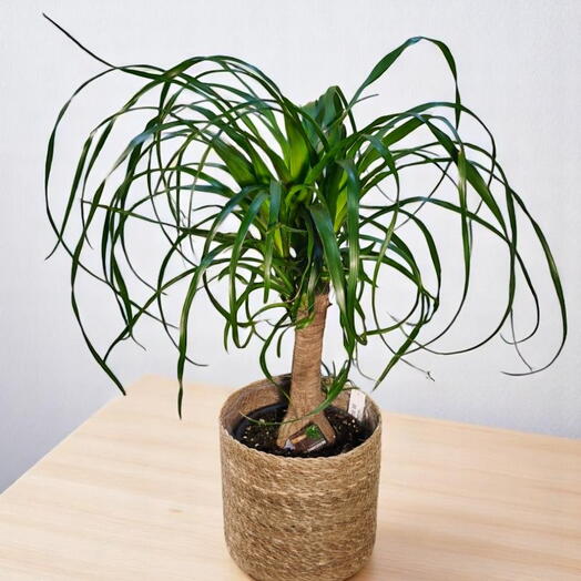 Beaucarnea