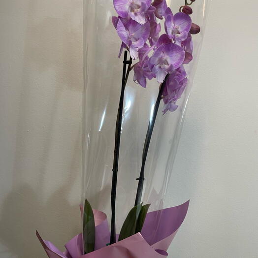 ORQUIDEA LILA