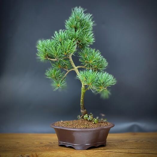 Бонсай белая японская сосна 🌲, 45см, 20 лет