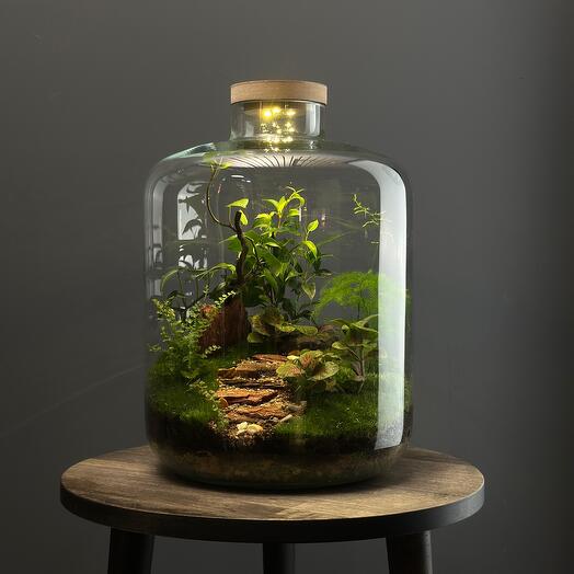 «Нунки» - Большой флорариум с деревом и подсветкой