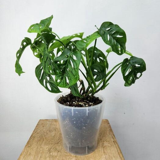 Монстера Манки (Monstera Monkey Mask)