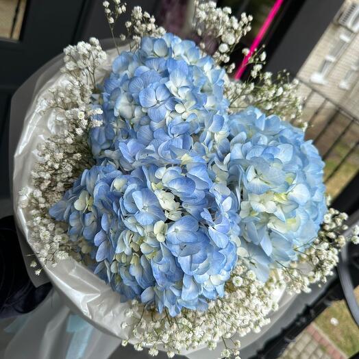 Hortensia Blue