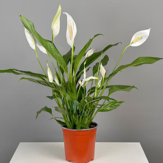 Комнатное растение Art Flowers Спатифиллум 45 см