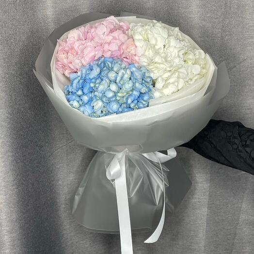 Royal airy hydrangeas