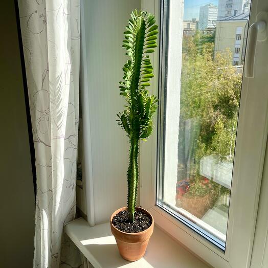Неприхотливый трёхгранный молочай (Euphorbia trigona) в пластиковом желтом горшке