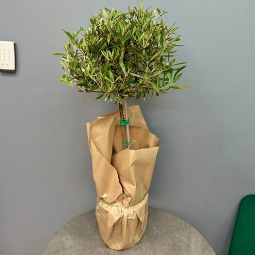 Оливковое дерево высотой 100 см