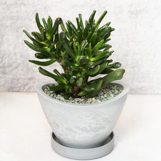 Крассула овата Хоббит (Crassula ovata Gollum (Hobbit))