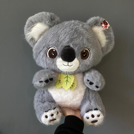 Коала большая