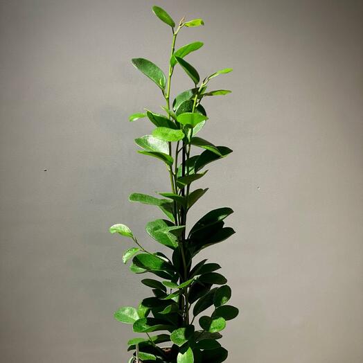 Фикус Мокламе 3 ствола