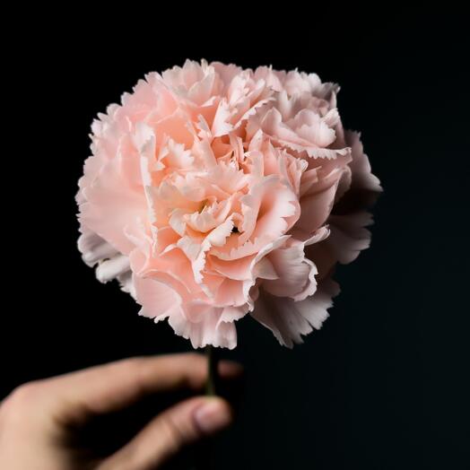 Диантус Ханой