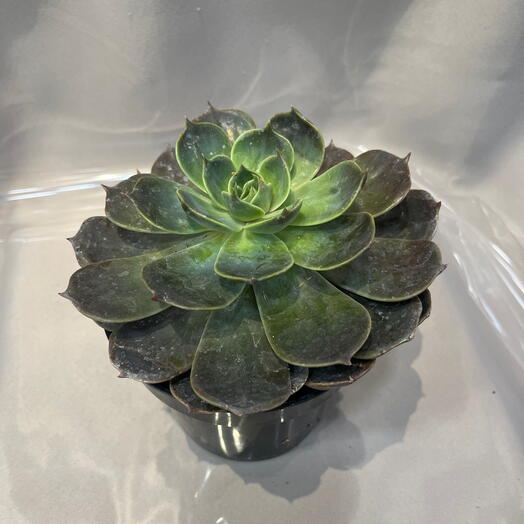 Суккулент Эхеверия темная