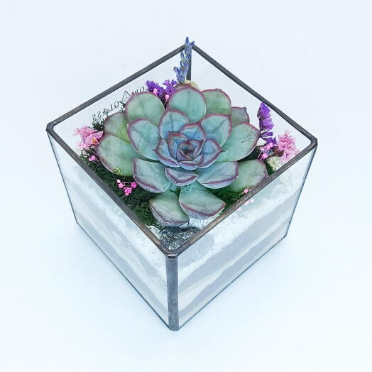 Florarium with succulents "Mini cube with Mystery" 8cm