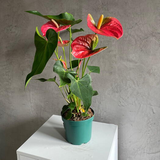 Антуриум Андрианум Колорадо красный