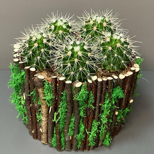 Комнатное растение катусы в кашпо ручной работы