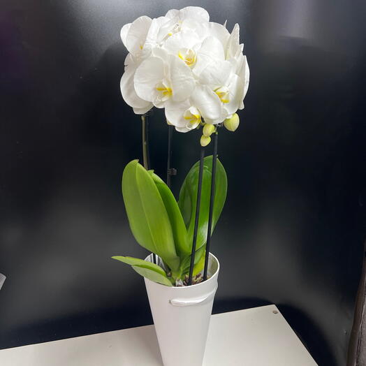 Орхидея  каскад белая сортовая