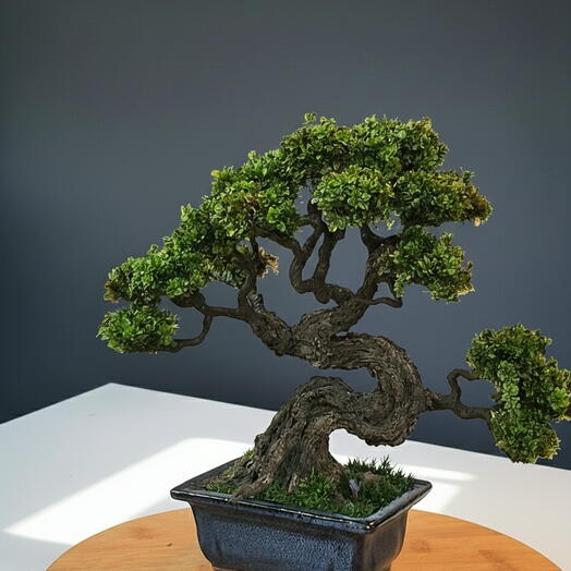Mini bonsai, height 25 cm