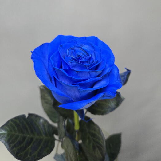 Роза Голландская 80 Mondial Blue