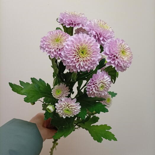 Хризантема кустовая помпон