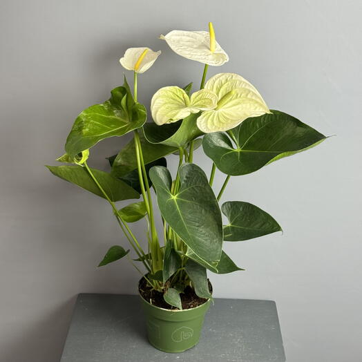 Антуриум белый