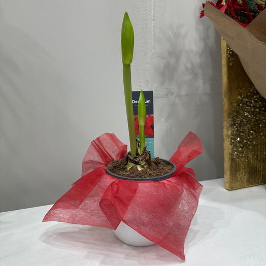 Амариллис в подарочной упаковке керамическом кашпо
