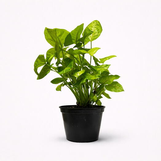 Syngonium golden allusion
