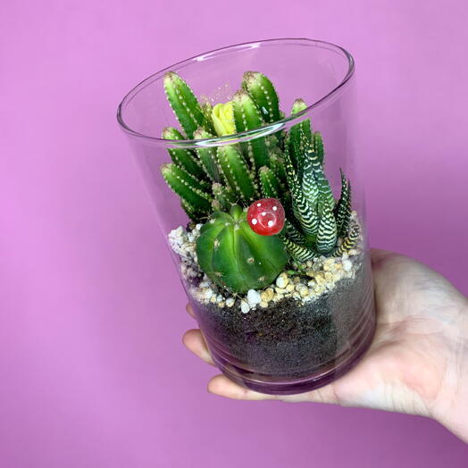 Флорариум Кактусы 🌵