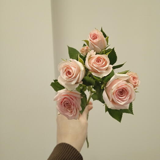 Кустовая роза Джесси