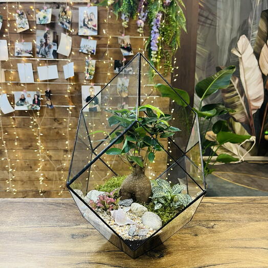 Флорариум с бонсай фикус