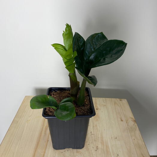 Замиакулькус Зензи 1