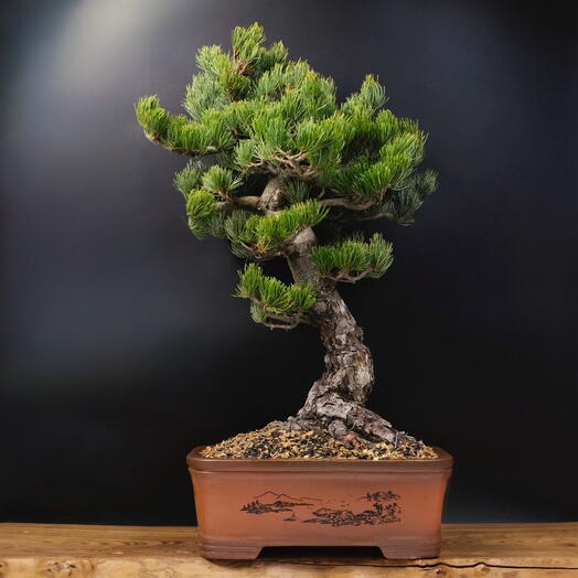 Бонсай Сосна 70см, 60 лет