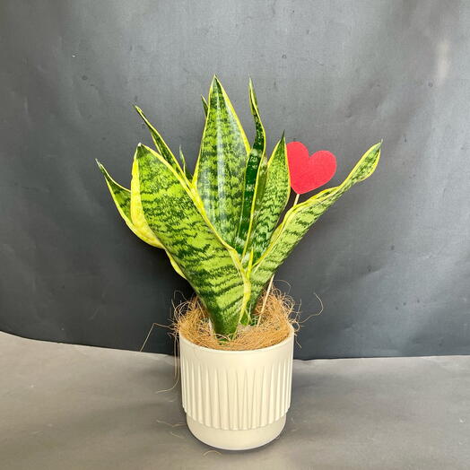 Сансевиерия в стильном кашпо. Лауренти - Дамский язык
