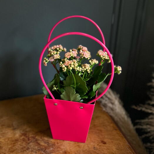 Каланхоэ розовый