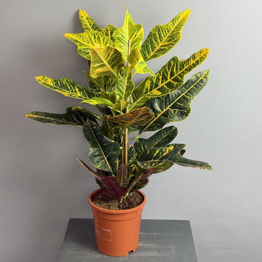 Кодиеум Экселлент - высокий красивый куст 😍